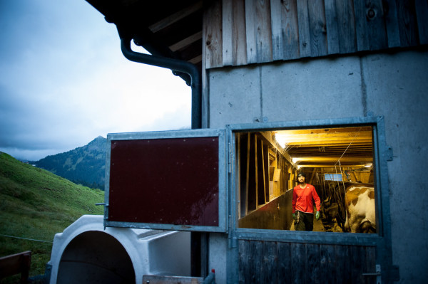 Leben auf der Alpe - Arbeiten im Kuhstall