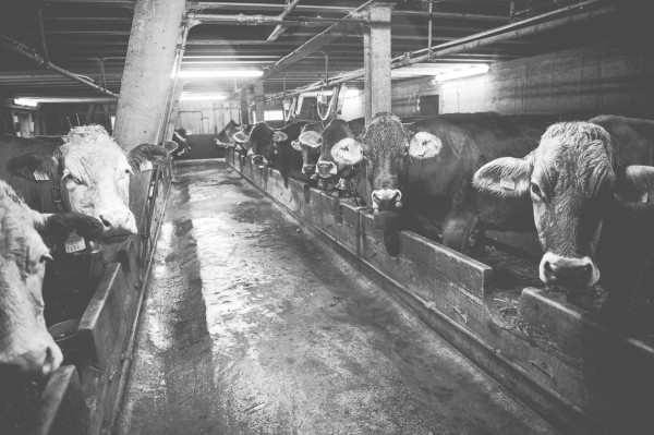 Leben auf der Alpe - Fütterung im Kuhstall