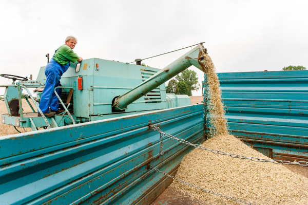 Leindotteröl – Anbau, Ernte und Produktion
