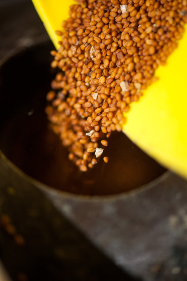 Leindotteröl – Anbau, Ernte und Produktion