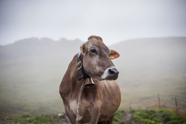 Leben auf der Alpe - Milchkuh